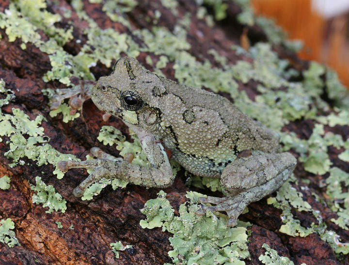 Gray Treefrog